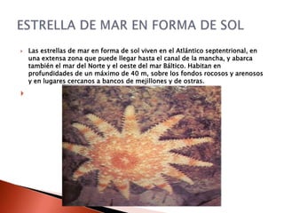    Las estrellas de mar en forma de sol viven en el Atlántico septentrional, en
    una extensa zona que puede llegar hasta el canal de la mancha, y abarca
    también el mar del Norte y el oeste del mar Báltico. Habitan en
    profundidades de un máximo de 40 m, sobre los fondos rocosos y arenosos
    y en lugares cercanos a bancos de mejillones y de ostras.


 