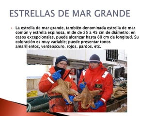    La estrella de mar grande, también denominada estrella de mar
    común y estrella espinosa, mide de 25 a 45 cm de diámetro; en
    casos excepcionales, puede alcanzar hasta 80 cm de longitud. Su
    coloración es muy variable; puede presentar tonos
    amarillentos, verdeoscuro, rojos, pardos, etc.
 