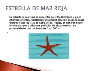    La estrella de mar roja se encuentra en el Mediterráneo y en el
    Atlántico oriental, registrando una amplia difusión desde la costa
    bretona hasta las islas de Cabo Verde. Habita, en general, sobre
    fondos rocosos y calcáreos poblados de algas marinas, en
    profundidades que oscilan entre 1 y 1000 m.

 