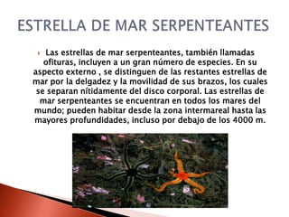  Las estrellas de mar serpenteantes, también llamadas
   ofituras, incluyen a un gran número de especies. En su
aspecto externo , se distinguen de las restantes estrellas de
mar por la delgadez y la movilidad de sus brazos, los cuales
 se separan nítidamente del disco corporal. Las estrellas de
  mar serpenteantes se encuentran en todos los mares del
mundo; pueden habitar desde la zona intermareal hasta las
mayores profundidades, incluso por debajo de los 4000 m.
 