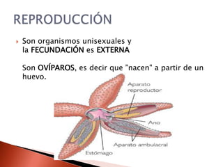    Son organismos unisexuales y
    la FECUNDACIÓN es EXTERNA

    Son OVÍPAROS, es decir que "nacen" a partir de un
    huevo.
 