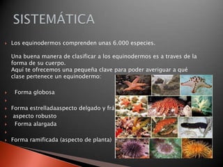    Los equinodermos comprenden unas 6.000 especies.

    Una buena manera de clasificar a los equinodermos es a traves de la
    forma de su cuerpo.
    Aquí te ofrecemos una pequeña clave para poder averiguar a qué
    clase pertenece un equinodermo:

    Forma globosa


   Forma estrelladaaspecto delgado y frágil
    aspecto robusto
     Forma alargada


   Forma ramificada (aspecto de planta)
 