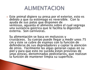    Este animal digiere su presa por el exterior, esto es
    debido a que su estómago es reversible. Con la
    ayuda de sus patas que disponen de
    ventosas, aguanta el alimento sobre el cual segrega
    una sustancia gástrica que le facilita la digestión
    externa. Son carnívoras.
    Su alimentación se basa en moluscos y
    crustáceos. Su cuerpo puede llegar a medir unos 75
    cm y éste se cubre de espinas con la función de
    defenderse de sus depredadores y captar la atención
    de otros. Fácilmente las algas generan capas en su
    piel y para que esto no suceda están provistas de
    unas pinzas, denominadas pedicelarios, que realizan
    la función de mantener limpia su superficie.
 