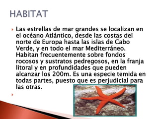    Las estrellas de mar grandes se localizan en
    el océano Atlántico, desde las costas del
    norte de Europa hasta las islas de Cabo
    Verde, y en todo el mar Mediterráneo.
    Habitan frecuentemente sobre fondos
    rocosos y sustratos pedregosos, en la franja
    litoral y en profundidades que pueden
    alcanzar los 200m. Es una especie temida en
    todas partes, puesto que es perjudicial para
    las otras.

 