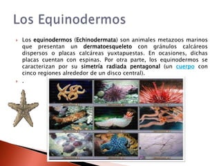    Los equinodermos (Echinodermata) son animales metazoos marinos
    que presentan un dermatoesqueleto con gránulos calcáreos
    dispersos o placas calcáreas yuxtapuestas. En ocasiones, dichas
    placas cuentan con espinas. Por otra parte, los equinodermos se
    caracterizan por su simetría radiada pentagonal (un cuerpo con
    cinco regiones alrededor de un disco central).
   .
 