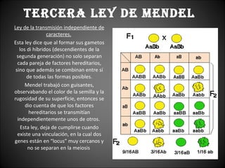 TERCERA LEY DE MENDEL Ley de la transmisión independiente de caracteres.   Esta ley dice que al formar sus gametos los di híbridos (descendientes de la segunda generación) no solo separan cada pareja de factores hereditarios, sino que además se combinan entre sí de todas las formas posibles. Mendel trabajó con guisantes, observabando el color de la semilla y la rugosidad de su superficie, entonces se dio cuenta de que los factores hereditarios se transmitían independientemente unos de otros.  Esta ley, deja de cumplirse cuando existe una vinculación, en la cual dos genes están en “locus” muy cercanos y no se separan en la meiosis  