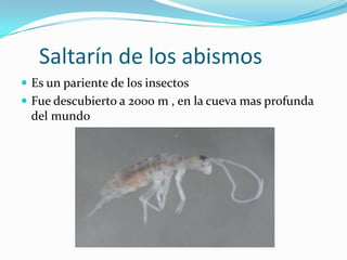 Saltarin Insecto Los extremófilos | PPSX