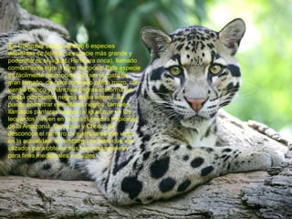 LOS FELINOS EN COLOMBIA 
En Colombia se encuentran 6 especies 
diferentes de felinos, la especie más grande y 
poderosa es el jaguar (Panthera onca), llamado 
comúnmente tigre o tigre mariposa. Esta especie 
es fácilmente reconocida, por ser un gato de 
gran tamaño, de color moteado pardo rojizo, con 
vientre blanco y manchas negras en forma de 
roseta con puntos negros en su interior. Se 
puede encontrar ejemplares negros, también 
llamados panteras negras (al igual que en los 
leopardos). Viven en selvas húmedas tropicales, 
de la Amazonía, Orinoquía y Chocó. Se 
desconoce el número de ejemplares que viven 
en la actualidad, sin embargo se sabe que son 
cazados para obtener sus hermosas pieles y 
para fines medicinales o rituales. 
 
