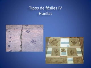 Tipos de fósiles IV
     Huellas
 