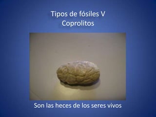 Tipos de fósiles V
         Coprolitos




Son las heces de los seres vivos
 