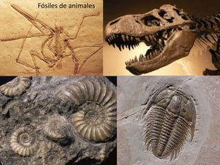 Fósiles de animales.
 