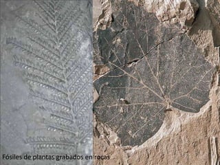 Fósiles de plantas grabados en rocas
 