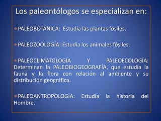Los paleontólogos se especializan en:
 PALEOBOTÁNICA: Estudia las plantas fósiles.

 PALEOZOOLOGÍA: Estudia los animales fósiles.

  PALEOCLIMATOLOGÍA       Y     PALEOECOLOGÍA:
Determinan la PALEOBIOGEOGRAFÍA, que estudia la
fauna y la flora con relación al ambiente y su
distribución geográfica.

 PALEOANTROPOLOGÍA:       Estudia   la   historia   del
Hombre.
 