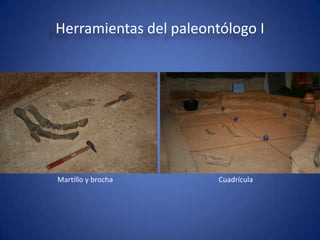 Herramientas del paleontólogo I




Martillo y brocha       Cuadrícula
 
