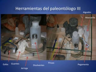 Herramientas del paleontólogo III
                                                       Algodón

                                                         Mascarilla




        Guantes                           Pinzas
Gafas                       Disolventes            Pegamento
                  Jeringa
 
