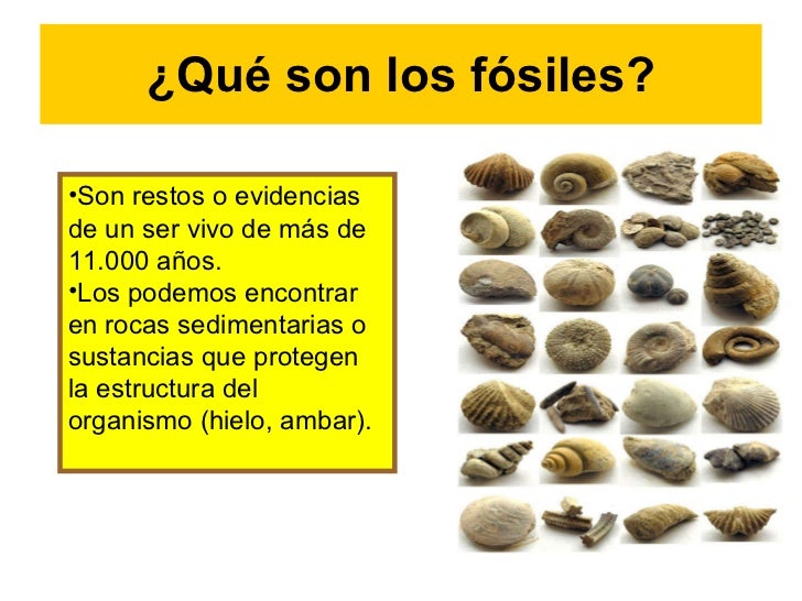 Los fósiles (colegio san gabriel)