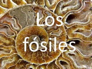 Los
fósiles
 