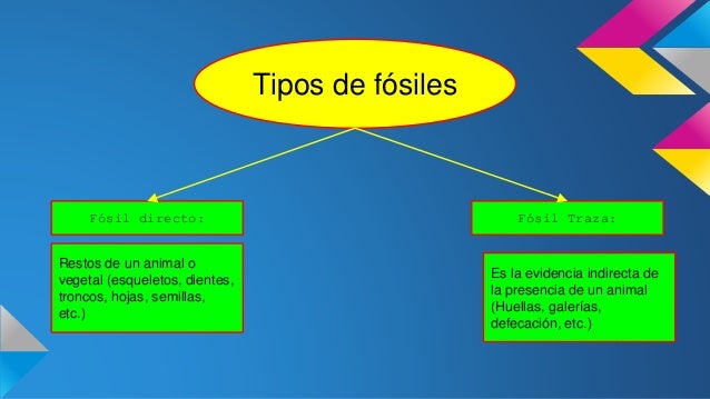 Los fósiles y el proceso de fosilización. Los fósiles y el proceso de fosilización.