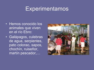 Experimentamos Hemos conocido los animales que viven en el río Ebro: Galápagos, culebras de agua, serpientes, pato colorao, sapos, chochín, ruiseñor, martín pescador,… 