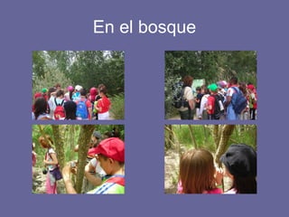 En el bosque 
