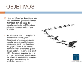 OBJETIVOS
 Los científicos han descubierto que
una bandada de gansos volando en
formación de V es capaz de
desplazarse hasta un 78% más de
distancia que cada individuo en
solitario.
 Es importante que todos sepamos
hacia dónde vamos, y que
llegaremos juntos. Aunque puede
resultar obvio, la realidad es que
siempre se consigue más trabajando
en grupo que solos, por mucho
conocimiento o experiencia que se
tenga. Debemos integrar esto en el
ADN de nuestra empresa, pero no
con vacíos mensajes, sino a través
de objetivos, incentivando el trabajo
en grupo en detrimento del
 