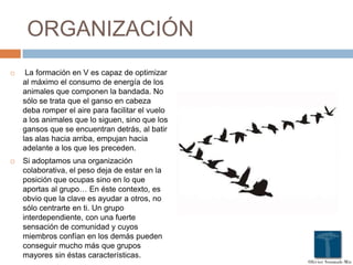 ORGANIZACIÓN
 La formación en V es capaz de optimizar
al máximo el consumo de energía de los
animales que componen la bandada. No
sólo se trata que el ganso en cabeza
deba romper el aire para facilitar el vuelo
a los animales que lo siguen, sino que los
gansos que se encuentran detrás, al batir
las alas hacia arriba, empujan hacia
adelante a los que les preceden.
 Si adoptamos una organización
colaborativa, el peso deja de estar en la
posición que ocupas sino en lo que
aportas al grupo… En éste contexto, es
obvio que la clave es ayudar a otros, no
sólo centrarte en ti. Un grupo
interdependiente, con una fuerte
sensación de comunidad y cuyos
miembros confían en los demás pueden
conseguir mucho más que grupos
mayores sin éstas características.
 
