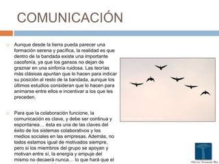 COMUNICACIÓN
 Aunque desde la tierra pueda parecer una
formación serena y pacífica, la realidad es que
dentro de la bandada existe una importante
cacofonía, ya que los gansos no dejan de
graznar en una sinfonía ruidosa. Las teorías
más clásicas apuntan que lo hacen para indicar
su posición al resto de la bandada, aunque los
últimos estudios consideran que lo hacen para
animarse entre ellos e incentivar a los que les
preceden.
 Para que la colaboración funcione, la
comunicación es clave, y debe ser continua y
espontanea… ésta es una de las claves del
éxito de los sistemas colaborativos y los
medios sociales en las empresas. Además, no
todos estamos igual de motivados siempre,
pero si los miembros del grupo se apoyan y
motivan entre sí, la energía y empuje del
mismo no decaerá nunca… lo que hará que el
 