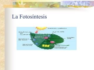 La Fotosíntesis
 
