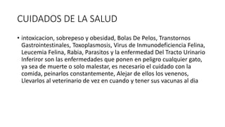 CUIDADOS DE LA SALUD
• intoxicacion, sobrepeso y obesidad, Bolas De Pelos, Transtornos
Gastrointestinales, Toxoplasmosis, Virus de Inmunodeficiencia Felina,
Leucemia Felina, Rabia, Parasitos y la enfermedad Del Tracto Urinario
Inferiror son las enfermedades que ponen en peligro cualquier gato,
ya sea de muerte o solo malestar, es necesario el cuidado con la
comida, peinarlos constantemente, Alejar de ellos los venenos,
Llevarlos al veterinario de vez en cuando y tener sus vacunas al dia
 