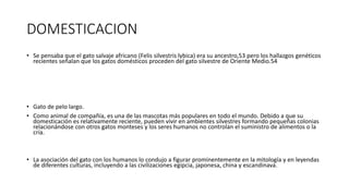 DOMESTICACION
• Se pensaba que el gato salvaje africano (Felis silvestris lybica) era su ancestro,53 pero los hallazgos genéticos
recientes señalan que los gatos domésticos proceden del gato silvestre de Oriente Medio.54
• Gato de pelo largo.
• Como animal de compañía, es una de las mascotas más populares en todo el mundo. Debido a que su
domesticación es relativamente reciente, pueden vivir en ambientes silvestres formando pequeñas colonias
relacionándose con otros gatos monteses y los seres humanos no controlan el suministro de alimentos o la
cría.
• La asociación del gato con los humanos lo condujo a figurar prominentemente en la mitología y en leyendas
de diferentes culturas, incluyendo a las civilizaciones egipcia, japonesa, china y escandinava.
 