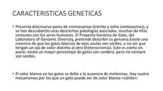 CARACTERISTICAS GENETICAS
• Presenta diecinueve pares de cromosomas (treinta y ocho cromosomas), y
se han descubierto unas doscientas patologías asociadas, muchas de ellas
comunes con los seres humanos. El Proyecto Genoma de Gato, del
Laboratory of Genomic Diversity, pretende describir su genoma.Existe una
creencia de que los gatos blancos de ojos azules son sordos, a no ser que
tengan un ojo de color distinto al otro (heterocromía). Esto es cierto en
parte; existe un mayor porcentaje de gatos con sordera, pero no siempre
son sordos.
• El color blanco en los gatos se debe a la ausencia de melaninas. Hay cuatro
mecanismos por los que un gato puede ser de color blanco «sólido»:
 
