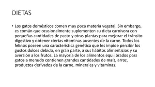 DIETAS
• Los gatos domésticos comen muy poca materia vegetal. Sin embargo,
es común que ocasionalmente suplementen su dieta carnívora con
pequeñas cantidades de pasto y otras plantas para mejorar el tránsito
digestivo y obtener ciertas vitaminas ausentes de la carne. Todos los
felinos poseen una característica genética que les impide percibir los
gustos dulces debido, en gran parte, a sus hábitos alimenticios y su
aversión a los frutos. La mayoría de los alimentos equilibrados para
gatos a menudo contienen grandes cantidades de maíz, arroz,
productos derivados de la carne, minerales y vitaminas.
 