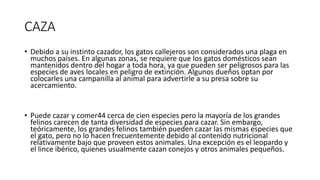 CAZA
• Debido a su instinto cazador, los gatos callejeros son considerados una plaga en
muchos países. En algunas zonas, se requiere que los gatos domésticos sean
mantenidos dentro del hogar a toda hora, ya que pueden ser peligrosos para las
especies de aves locales en peligro de extinción. Algunos dueños optan por
colocarles una campanilla al animal para advertirle a su presa sobre su
acercamiento.
• Puede cazar y comer44 cerca de cien especies pero la mayoría de los grandes
felinos carecen de tanta diversidad de especies para cazar. Sin embargo,
teóricamente, los grandes felinos también pueden cazar las mismas especies que
el gato, pero no lo hacen frecuentemente debido al contenido nutricional
relativamente bajo que proveen estos animales. Una excepción es el leopardo y
el lince ibérico, quienes usualmente cazan conejos y otros animales pequeños.
 