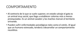COMPORTAMIENTO
• Al contrario de lo que se suele suponer, en estado salvaje el gato es
un animal muy social, que llega a establecer colonias más o menos
jerarquizadas. Es un animal cazador y los machos marcan el territorio
orinando.
• Pueden sufrir enfermedades psicológicas tales como el estrés. Al igual
que un humano estresado, tenderá a desarrollar un comportamiento
neurótico.
 