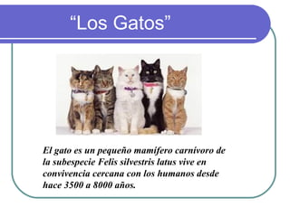 “Los Gatos”




El gato es un pequeño mamífero carnívoro de
la subespecie Felis silvestris latus vive en
convivencia cercana con los humanos desde
hace 3500 a 8000 años.
 