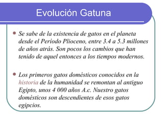 Evolución Gatuna
   Se sabe de la existencia de gatos en el planeta
    desde el Período Plioceno, entre 3.4 a 5.3 millones
    de años atrás. Son pocos los cambios que han
    tenido de aquel entonces a los tiempos modernos.

   Los primeros gatos domésticos conocidos en la
    historia de la humanidad se remontan al antiguo
    Egipto, unos 4 000 años A.c. Nuestro gatos
    domésticos son descendientes de esos gatos
    egipcios.
 