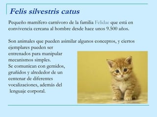 Felis silvestris catus Pequeño mamífero carnívoro de la familia Felidae que está en convivencia cercana al hombre desde hace unos 9.500 años. Son animales que pueden asimilar algunos conceptos, y ciertos ejemplares pueden ser entrenados para manipular mecanismos simples. Se comunican con gemidos, gruñidos y alrededor de un centenar de diferentes vocalizaciones, además del lenguaje corporal.