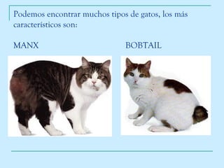 Podemos encontrar muchos tipos de gatos, los más característicos son: MANX BOBTAIL