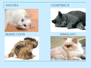 ANGORA CHARTREUX MAINE COON HIMALAYO