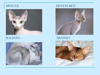 SPHYAX DEVON REX BALINES ABAINIO 