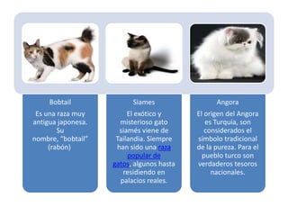 Bobtail              Siames                 Angora
 Es una raza muy         El exótico y      El origen del Angora
antigua japonesa.     misterioso gato         es Turquía, son
        Su            siamés viene de         considerados el
nombre, “bobtail”    Tailandia. Siempre    símbolo tradicional
     (rabón)         han sido una raza     de la pureza. Para el
                         popular de          pueblo turco son
                    gatos, algunos hasta   verdaderos tesoros
                       residiendo en            nacionales.
                      palacios reales.
 