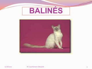 BALINÉS




02/06/2012   Dr. Luis Romero Yahuachi   4
 