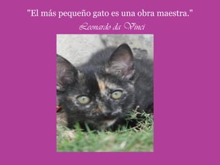 "El más pequeño gato es una obra maestra."
             Leonardo da Vinci
 