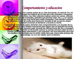 Comportamiento y educacion
   Los gatos pasan tres cuartas partes de su vida durmiendo, en total de 16 a 18
    horas diarias. Escogen los lugares de la casa que más cómodos o tranquilos
    les resultan; en invierno, los más calientes (cojines sobre las camas, sillones
  de habitaciones más tranquilas, aparatos que emanan calor, etc..), y en verano,
   donde la brisa no sea muy fuerte pero estén fresquitos. Casi siempre realizan
      periodos cortos de sueño que transcurre durante el día, ya que su mayor
                  actividad comienza al atardecer y durante la noche.
Los dueños noveles de gatos advierten este comportamiento y se asustan de su
   ritmo nocturno, pero existen soluciones para lograr que no perturbe las horas
  de dormir. Hay que hacerles jugar durante las últimas horas del día y conseguir
  que se cansen. También se les puede colocar la comida minutos antes de irse a
  acostar para que luego descansen y, por supuesto, hay que educarles para que
   no maúllen o no incordien por la noche. Está claro que, como todo proceso de
                   aprendizaje, no va a ser rápido, pero sí efectivo.
 