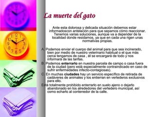 La muerte del gato
       Ante esta dolorosa y delicada situación debemos estar
    informadoscon antelación para que sepamos cómo reaccionar.
        Tenemos varias soluciones, aunque va a depender de la
      localidad donde residamos, ya que en cada una rigen unas
                          normativas propias.

A. Podemos enviar el cuerpo del animal para que sea incinerado,
    bien por medio de nuestro veterinario habitual o el que más
    cerca tengamos de casa , él se encargará de todo y nos
    informará de las tarifas.
B. Podemos enterrarlo en nuestra parcela de campo o casa fuera
    de la ciudad (pero está especialmente contraindicado en caso de
    sufrir enfermedades infecto-contagiosas).
C. En muchas ciudades hay un servicio específico de retirada de
    cadáveres de animales y los entierran en vertederos exclusivos
    para ello.
Está totalmente prohibido enterrarlo en suelo ajeno o dejarlo
    abandonado en los alrededores del vertedero municipal, así
    como echarlo al contenedor de la calle.
 