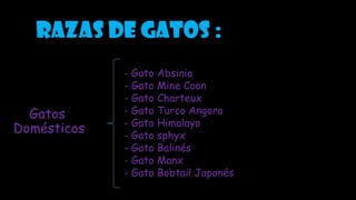 Razas de gatos :
Gatos
Domésticos
- Gato Absinio
- Gato Mine Coon
- Gato Charteux
- Gato Turco Angora
- Gato Himalayo
- Gato sphyx
- Gato Balinés
- Gato Manx
- Gato Bobtail Japonés
 