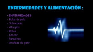 Enfermedades y alimentación :
• ENFERMEDADES
- Bolas de pelo
- Sobrepeso
- Alergias
- Rabia
- Cancer
- Parasitos
- Arañazo de gato
 