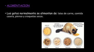 • ALIMENTACION
• Los gatos normalmente se alimentan de: latas de carne, comida
casera, pienso y croquetas secas.
 