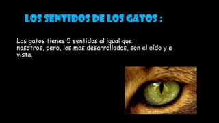 los sentidos de los gatos :
Los gatos tienes 5 sentidos al igual que
nosotros, pero, los mas desarrollados, son el oído y a
vista.
 