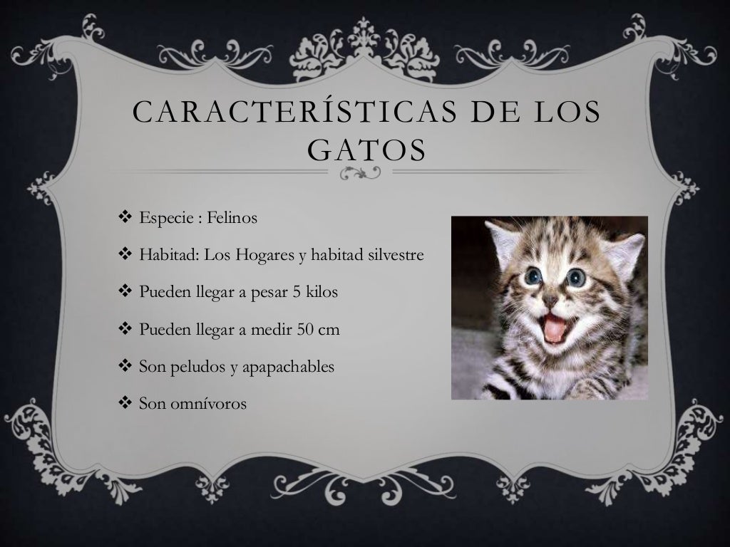 los gatos y sus caracteristicas